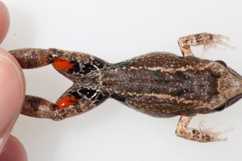 Media type: image;   Herpetology A-148549